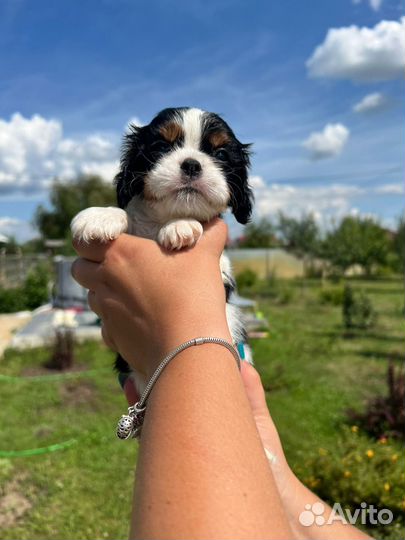 Кавалер кинг чарльз спаниель