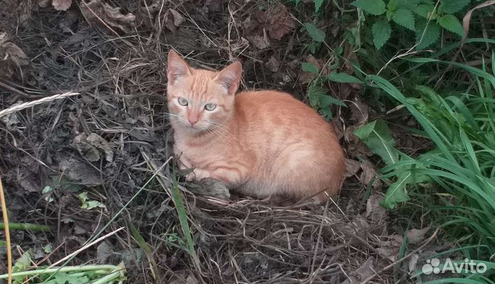 Котята в дар