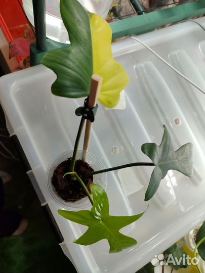 Филодендрон маска вариегатная