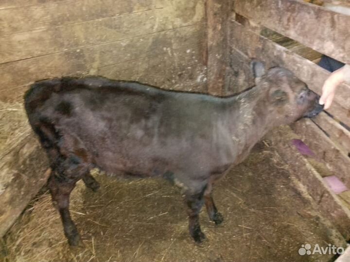 Бычки и телочка