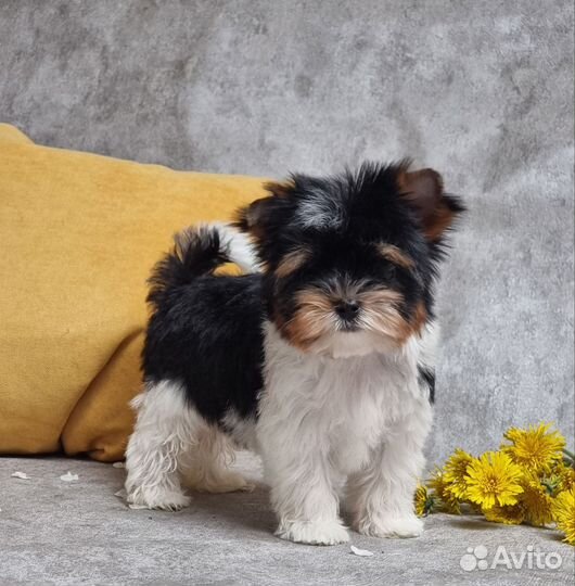 Бивер мальчики мини