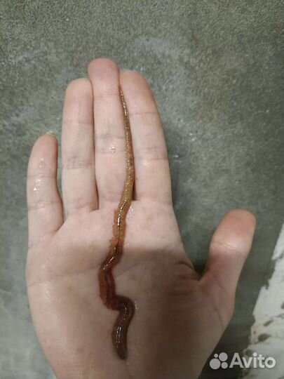 Морской червь нереис