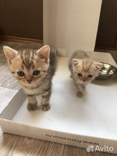 Британская кошка