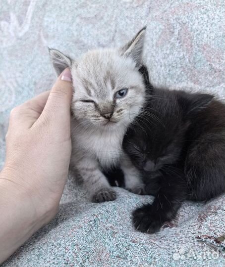 Котята в добрые руки бесплатно