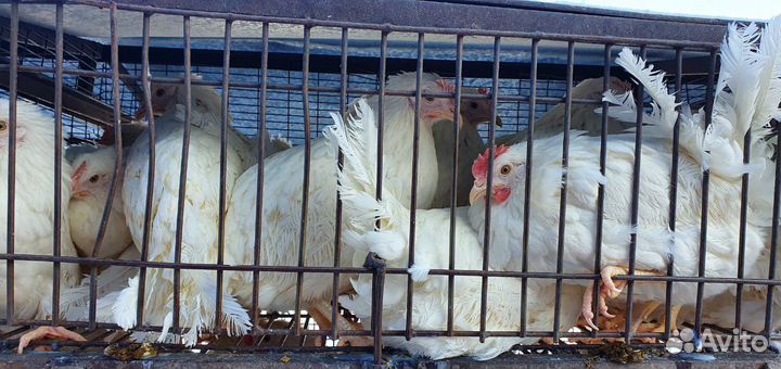 Куры Несушки