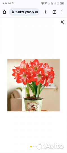 Гиппеаструм красный