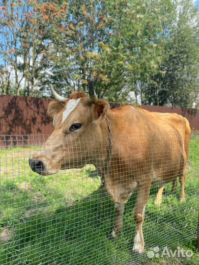 Продаются коровы