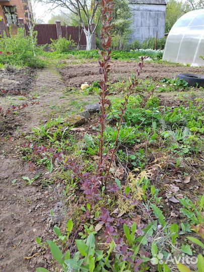 Барбарис тунберга