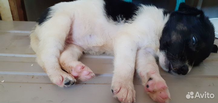 А как Вам эта девочка