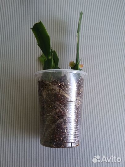 Декабрист белый (укорененные отростки )