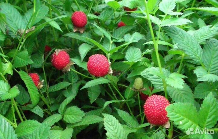 Посадочный материал