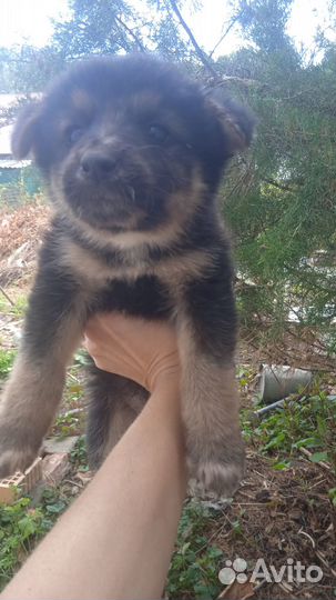 Отдам щенков