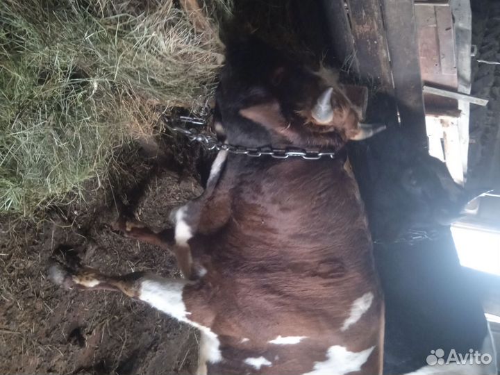 Бычки на откорм продам