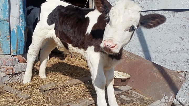 Продам бычка почти два месяца