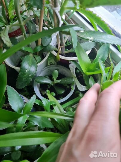 Золотой ус алое каланхое хлорофитум