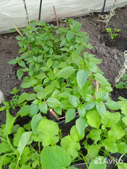 Рассада помидоры и перец