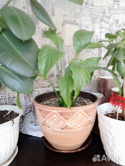 Комнатные цветы