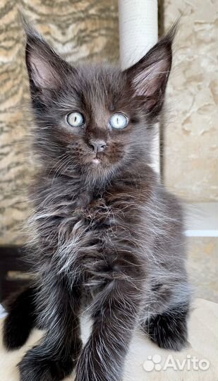 Котята мейн-кун