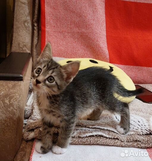 Котёнок в добрые руки