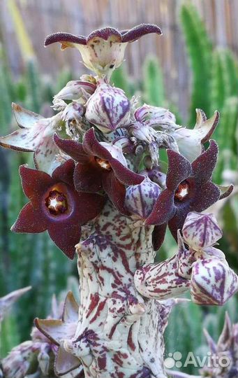 Караллума Каэспитоза