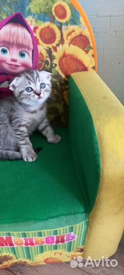 Котята Шотландской вислоухой