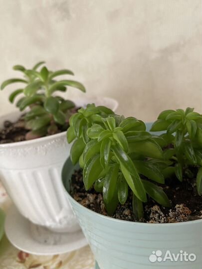 Суккуленты