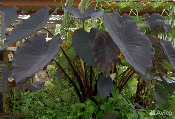 Колоказия Black magic