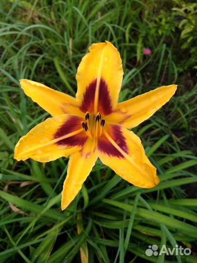 Лилейники сортовые