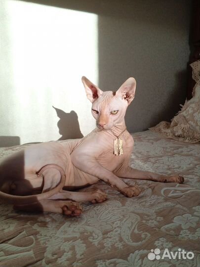 Канадский сфинкс