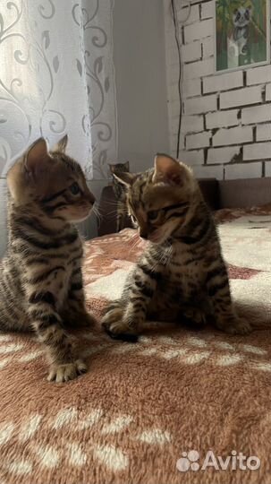 Бенгальские котята