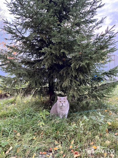 Отдам кота в добрые руки