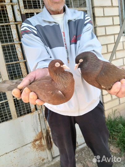 Продам бокинских бойных