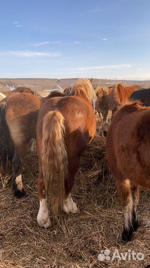 Продам советского тяжеловоза с документами
