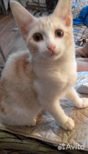 В добрые руки