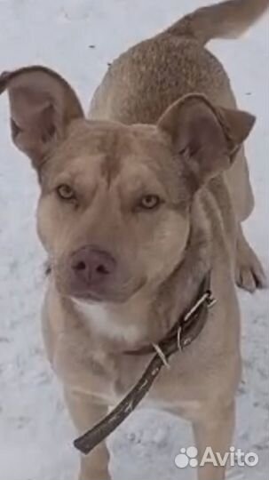 Лорд добряк 2 года