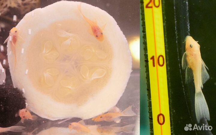 Анциструс:Стрекоза-вуаль,Альбино,Золотистые