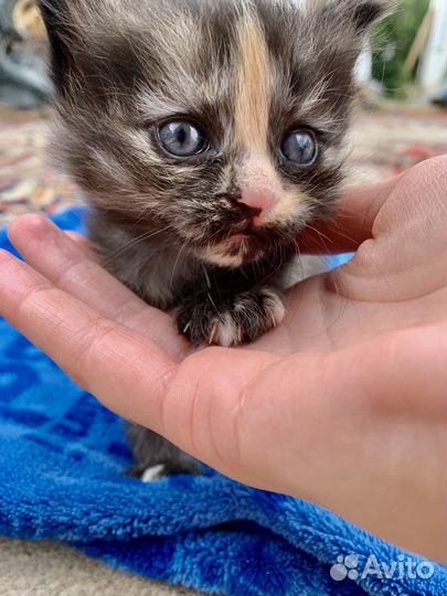 Котята