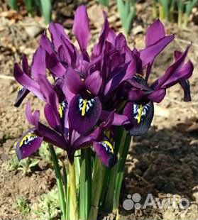 Садовые цветы