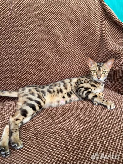 Бенгальская кошка