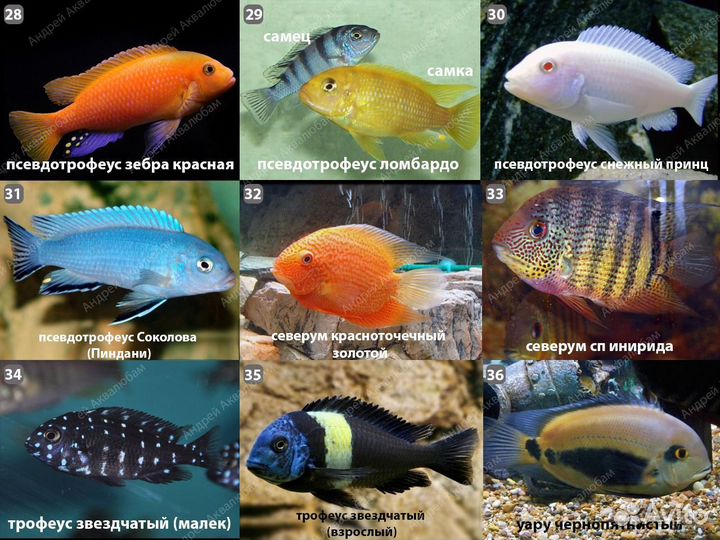 Цихлиды более 100 видов с доставкой по Москве