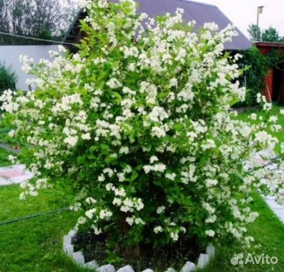 Спирея серая, дерен белый, лапчатка,будлея, калина