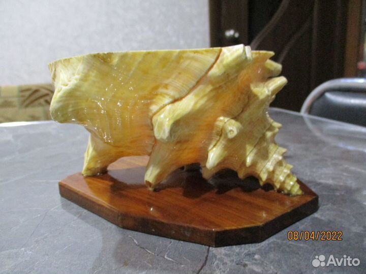 Морская звезда и ракушки с Кубы времён СССР