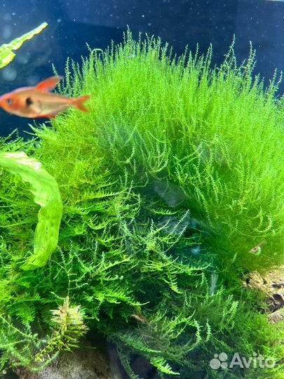 Аквариумное растение