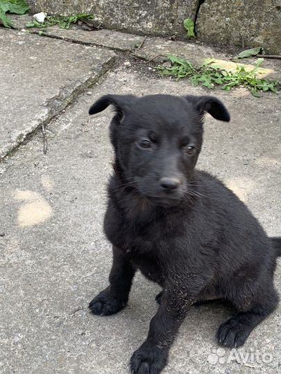 Собаки бесплатно