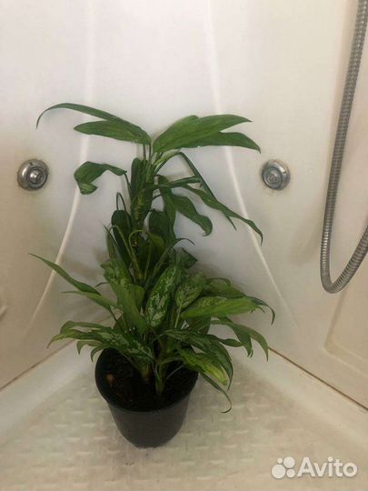 Спатифиллум