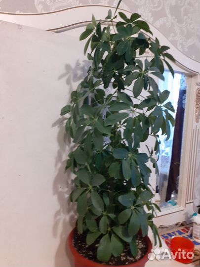 Шефлера 95 см