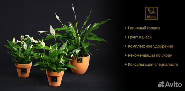 Спатифиллум