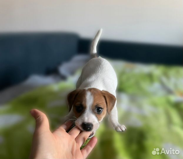 Щенок Джек Рассел терьер Девочка