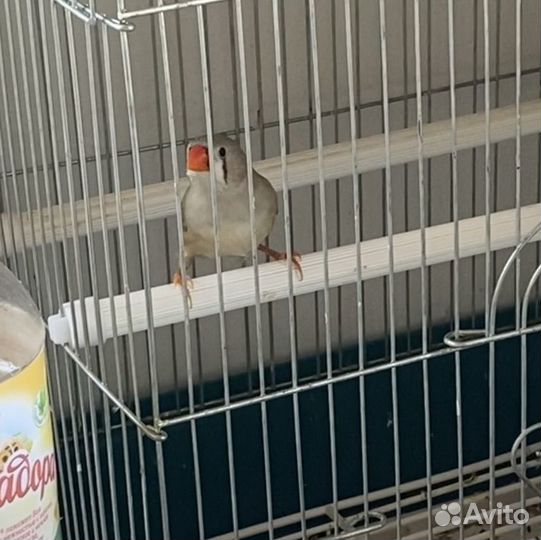 Зебровые амадины