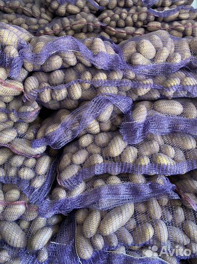 Картофель оптом